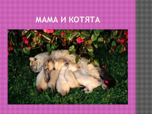 МАМА И КОТЯТА