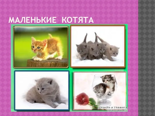 МАЛЕНЬКИЕ КОТЯТА