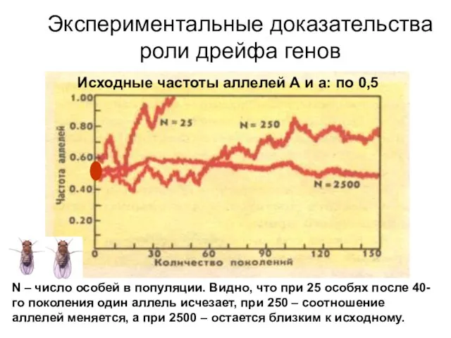 Экспериментальные доказательства роли дрейфа генов Исходные частоты аллелей А и а: по