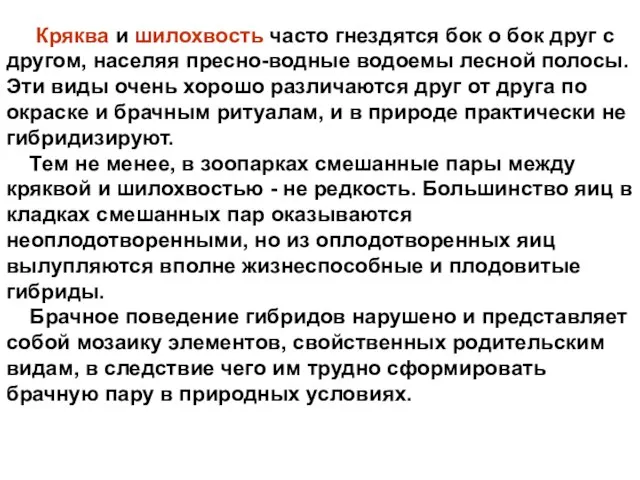 Кряква и шилохвость часто гнездятся бок о бок друг с другом, населяя