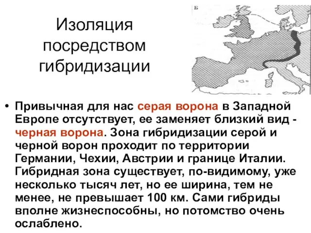 Изоляция посредством гибридизации Привычная для нас серая ворона в Западной Европе отсутствует,