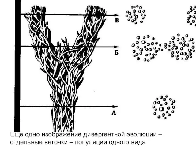 Ещё одно изображение дивергентной эволюции – отдельные веточки – популяции одного вида