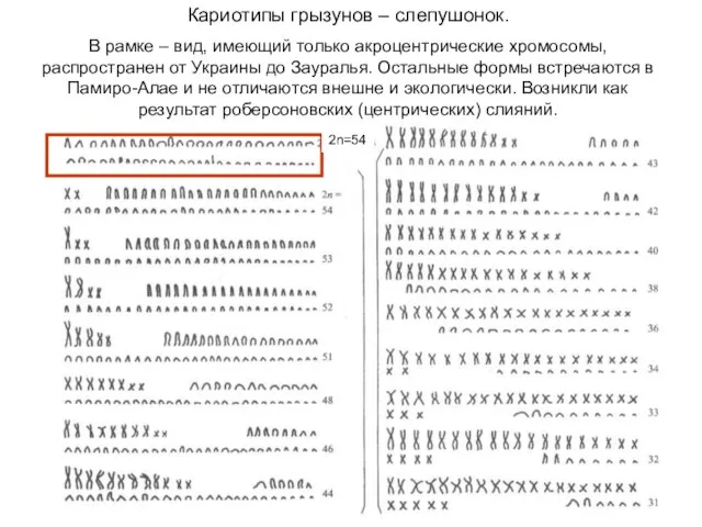 Кариотипы грызунов – слепушонок. В рамке – вид, имеющий только акроцентрические хромосомы,