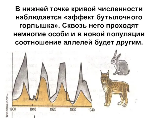 В нижней точке кривой численности наблюдается «эффект бутылочного горлышка». Сквозь него проходят