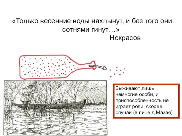 «Только весенние воды нахлынут, и без того они сотнями гинут…» Некрасов Выживают