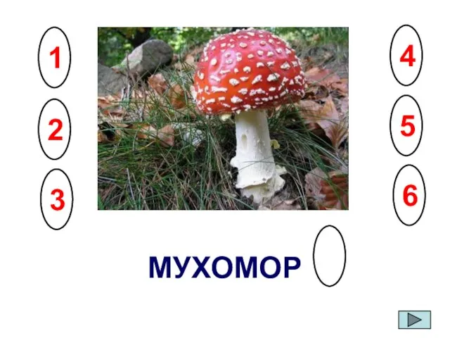 МУХОМОР 6 5 4 3 2 1