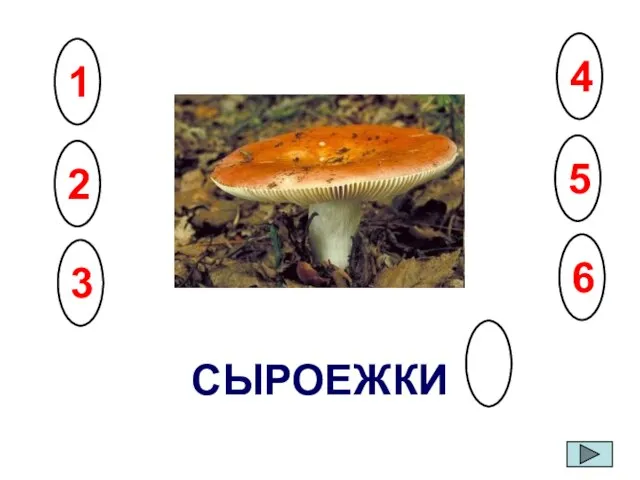 СЫРОЕЖКИ 6 5 4 3 2 1