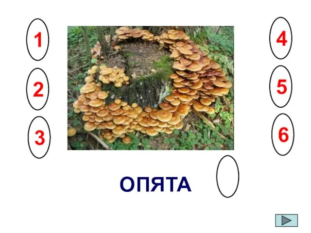 ОПЯТА 6 5 4 3 2 1