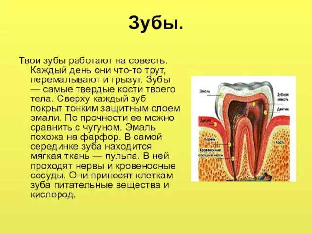 Зубы. Твои зубы работают на совесть. Каждый день они что-то трут, перемалывают