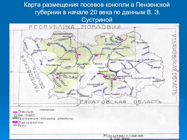 Карта размещения посевов конопли в Пензенской губернии в начале 20 века по данным В. Э. Сустриной