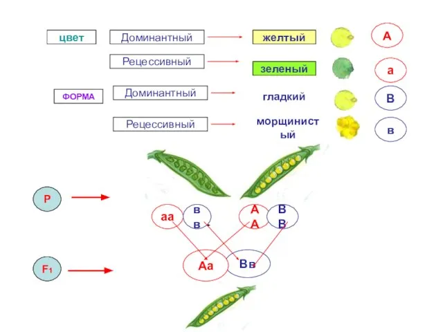 P цвет ФОРМА F1 Доминантный Доминантный Рецессивный А а Рецессивный желтый зеленый