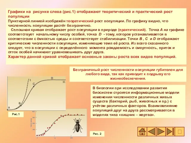 Графики на рисунке слева (рис.1) отображают теоретический и практический рост популяции Пунктирной