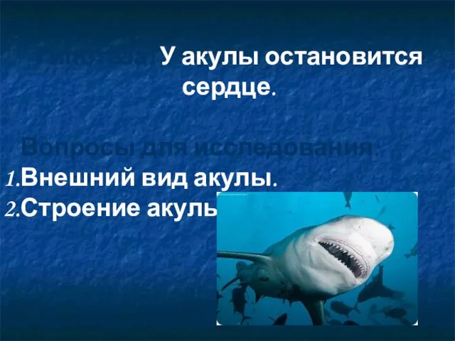 Гипотеза: У акулы остановится сердце. Вопросы для исследования: Внешний вид акулы. Строение акулы.