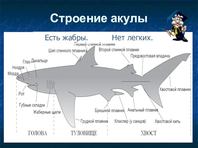 Строение акулы