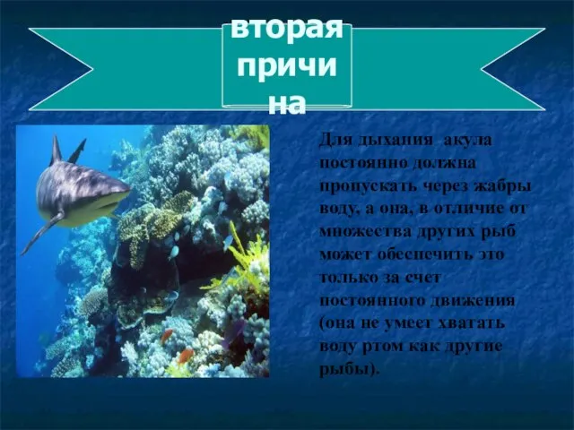 Для дыхания акула постоянно должна пропускать через жабры воду, а она, в