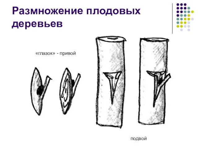 Размножение плодовых деревьев Прививка – окулировка. подвой «глазок» - привой