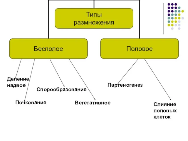 Деление надвое Спорообразование Вегетативное Партеногенез Слияние половых клеток Почкование