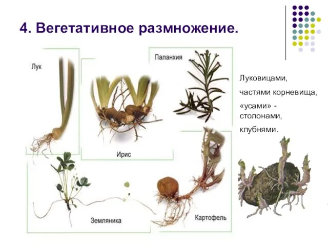 4. Вегетативное размножение. Луковицами, частями корневища, «усами» - столонами, клубнями.