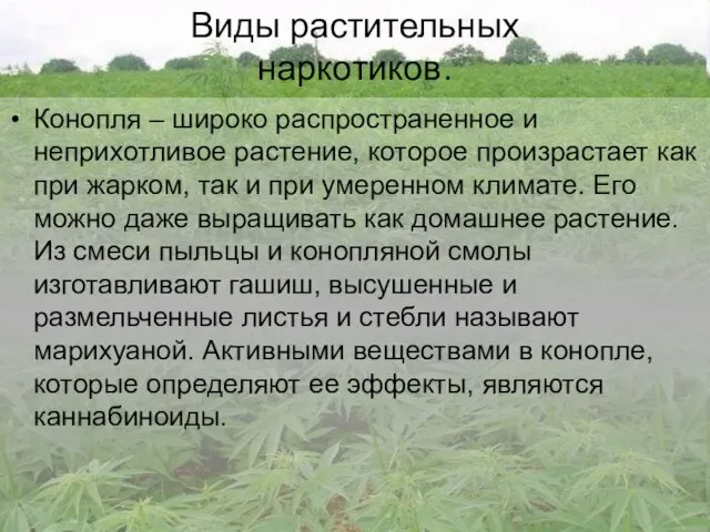 Виды растительных наркотиков. Конопля – широко распространенное и неприхотливое растение, которое произрастает