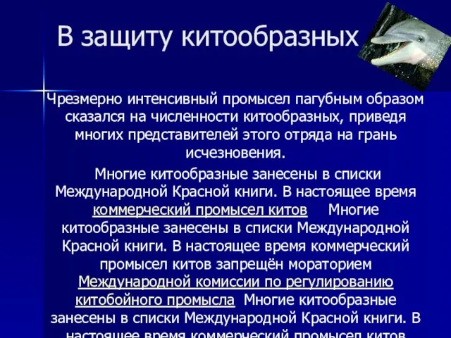 В защиту китообразных Чрезмерно интенсивный промысел пагубным образом сказался на численности китообразных,