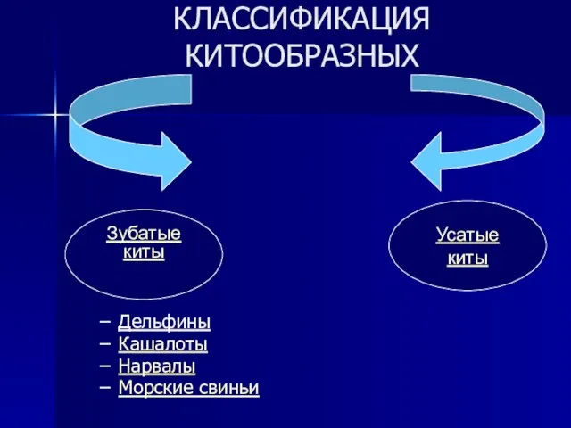 КЛАССИФИКАЦИЯ КИТООБРАЗНЫХ Дельфины Кашалоты Нарвалы Морские свиньи Усатые киты Зубатые киты