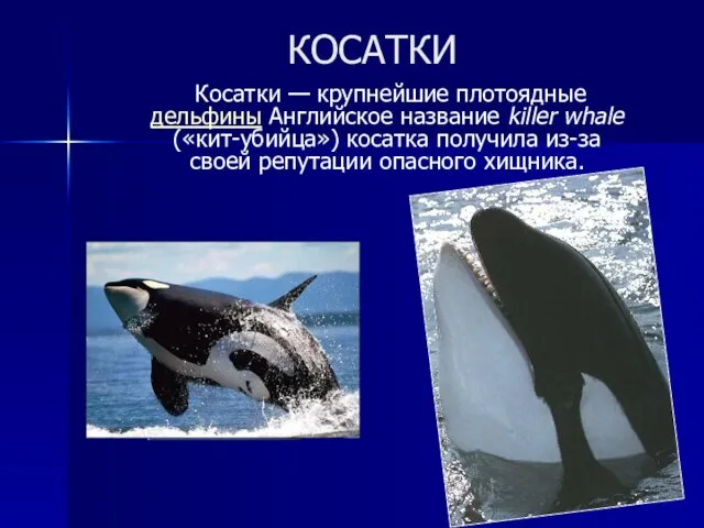 КОСАТКИ Косатки — крупнейшие плотоядные дельфины Английское название killer whale («кит-убийца») косатка