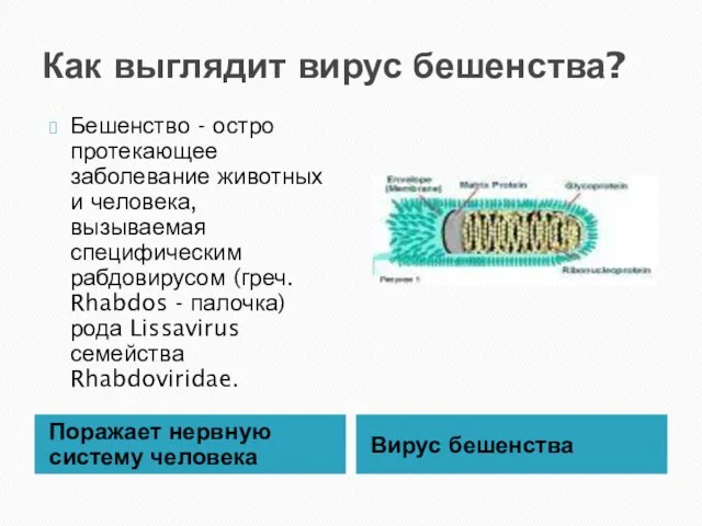 Как выглядит вирус бешенства? Поражает нервную систему человека Вирус бешенства Бешенство -