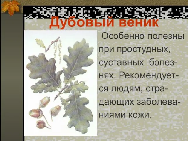 Дубовый веник Особенно полезны при простудных, суставных болез- нях. Рекомендует- ся людям,