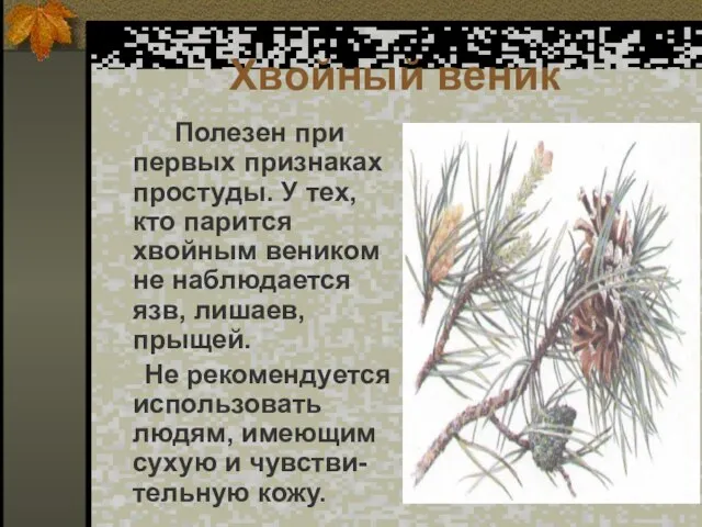 Хвойный веник Полезен при первых признаках простуды. У тех, кто парится хвойным