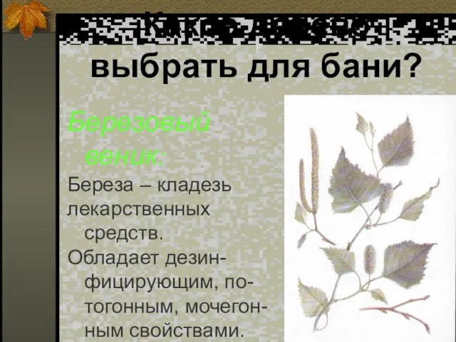 Какое дерево выбрать для бани? Березовый веник: Береза – кладезь лекарственных средств.