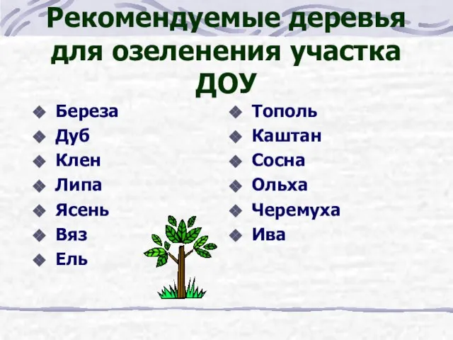 Рекомендуемые деревья для озеленения участка ДОУ Береза Дуб Клен Липа Ясень Вяз