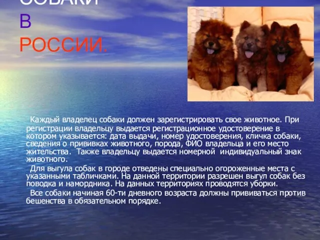 СОБАКИ В РОССИИ. Каждый владелец собаки должен зарегистрировать свое животное. При регистрации