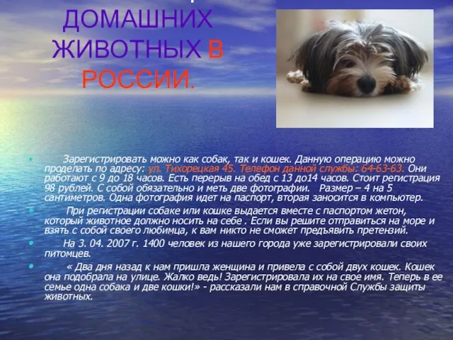 РЕГИСТРАЦИЯ ДОМАШНИХ ЖИВОТНЫХ В РОССИИ. Зарегистрировать можно как собак, так и кошек.
