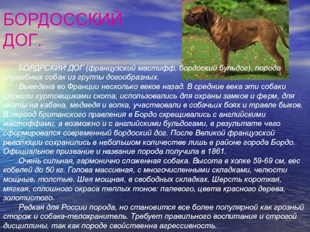 БОРДОССКИЙ ДОГ. БОРДРСКИЙ ДОГ (французский мастифф, бордоский бульдог), порода служебных собак из