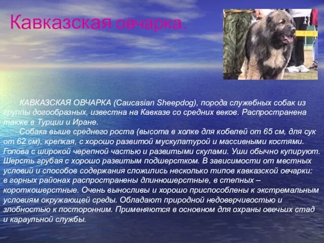 Кавказская овчарка. КАВКАЗСКАЯ ОВЧАРКА (Caucasian Sheepdog), порода служебных собак из группы догообразных,
