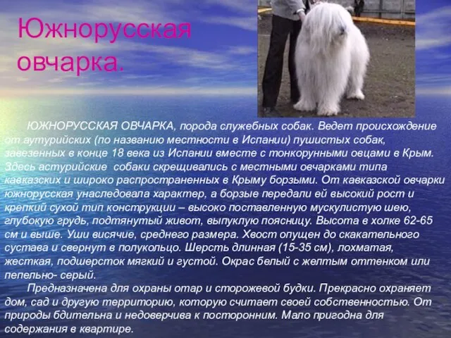 Южнорусская овчарка. ЮЖНОРУССКАЯ ОВЧАРКА, порода служебных собак. Ведет происхождение от аутурийских (по
