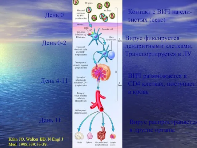 Kahn JO, Walker BD. N Engl J Med. 1998;339:33-39. Контакт с ВИЧ