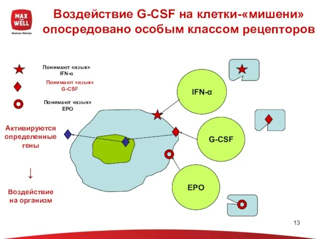 Воздействие G-CSF на клетки-«мишени» опосредовано особым классом рецепторов IFN-α EPO G-CSF Понимают