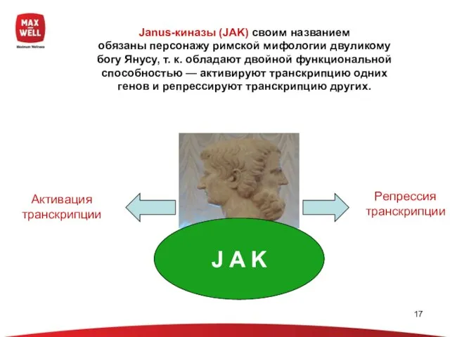 Janus-киназы (JAK) своим названием обязаны персонажу римской мифологии двуликому богу Янусу, т.