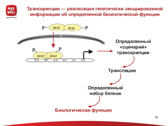 Транскрипция — реализация генетически закодированной информации об определенной биологической функции Определенный «сценарий»