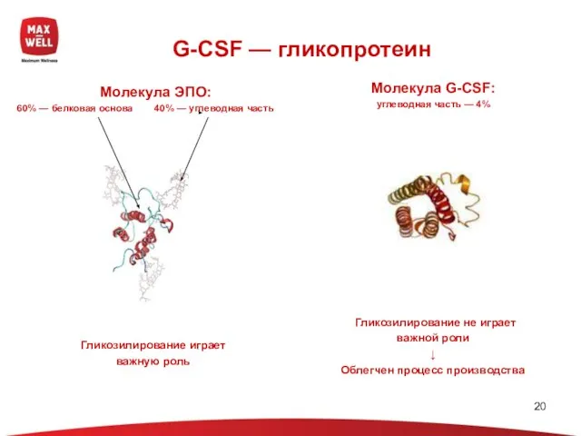 G-CSF — гликопротеин Молекула G-CSF: углеводная часть — 4% Гликозилирование не играет