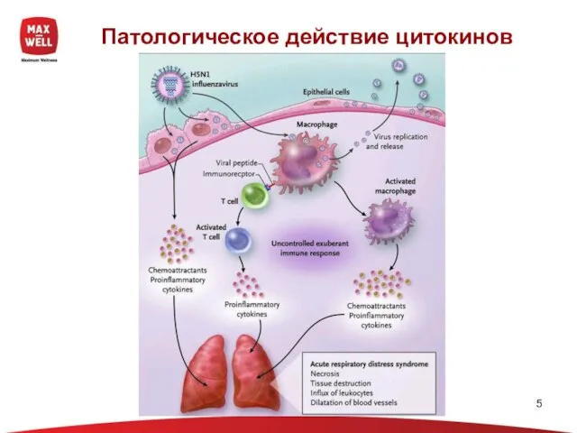 Патологическое действие цитокинов