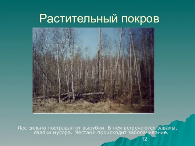 Растительный покров Лес сильно пострадал от вырубки. В нём встречаются завалы, свалки мусора. Местами происходит заболачивание.