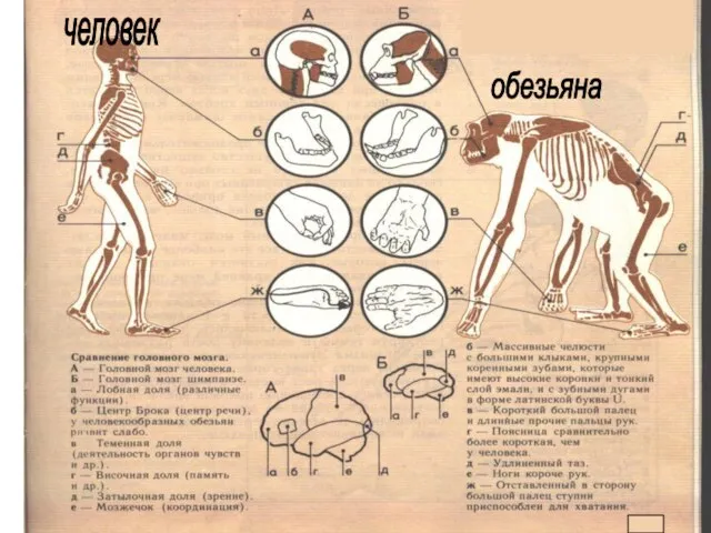 человек обезьяна