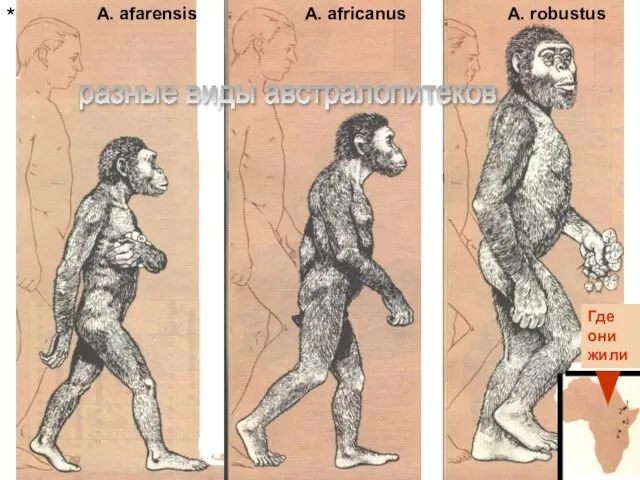 A. afarensis A. africanus A. robustus Где они жили * разные виды австралопитеков