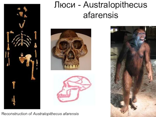 Люси - Аustralopithecus afarensis Reconstruction of Australopithecus afarensis