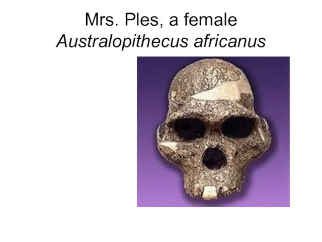 Mrs. Ples, a female Australopithecus africanus