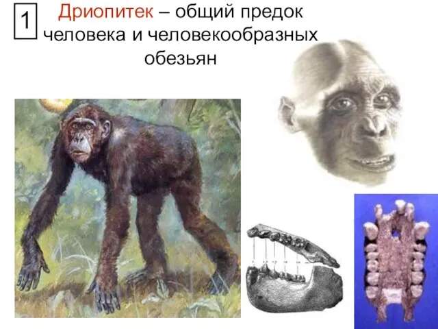 Дриопитек – общий предок человека и человекообразных обезьян 1