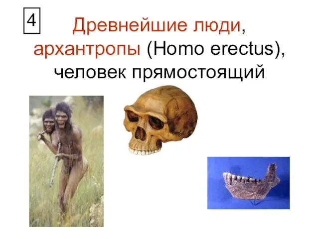 Древнейшие люди, архантропы (Homo erectus), человек прямостоящий 4