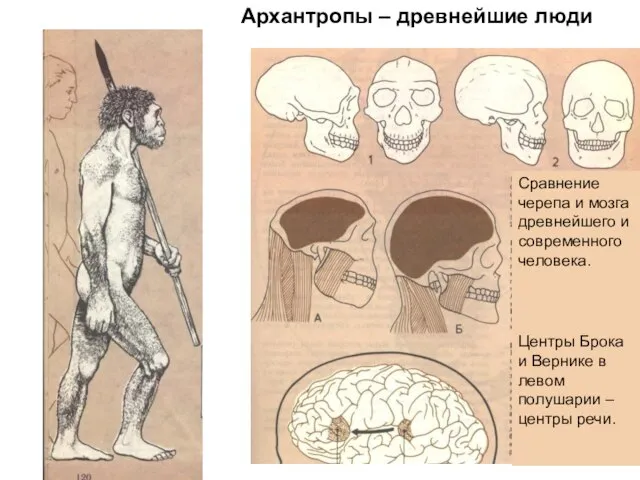 Сравнение черепа и мозга древнейшего и современного человека. Центры Брока и Вернике